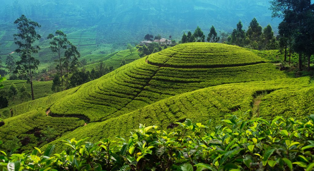 Tea,Plantation,In,Up,Country,Near,Nuwara,Eliya,,Sri,Lanka